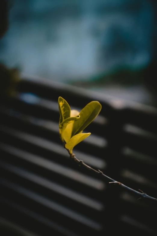 small yellow flower sitting on top of a metal bench