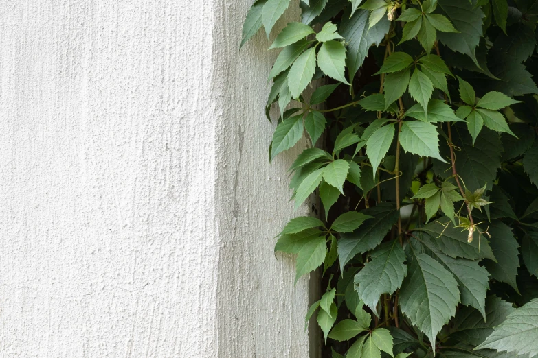 there is a green plant growing over the wall