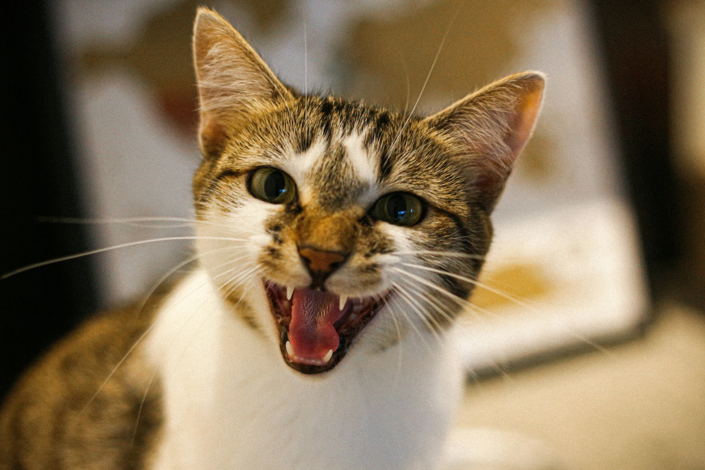 a cat with its mouth open and its tongue out