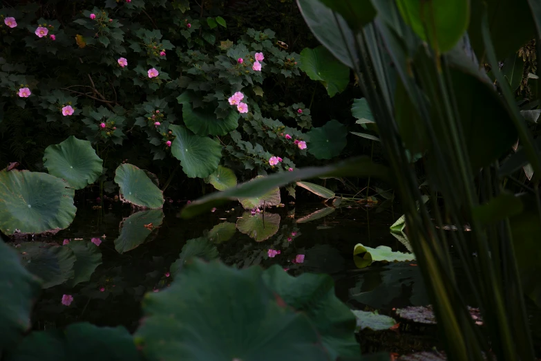 a very pretty lily pad by some big leaves