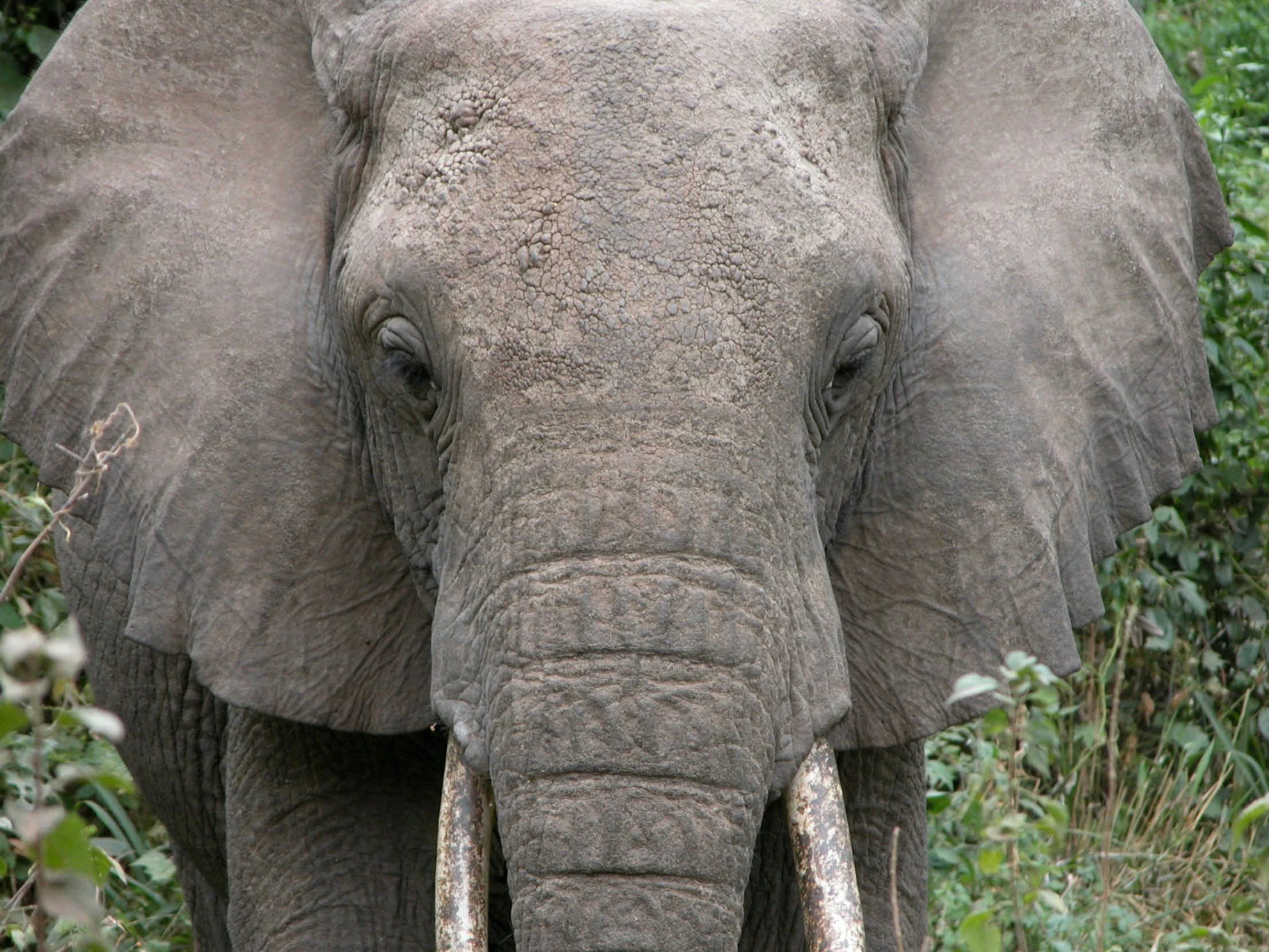 an elephant is standing in the middle of some bushes