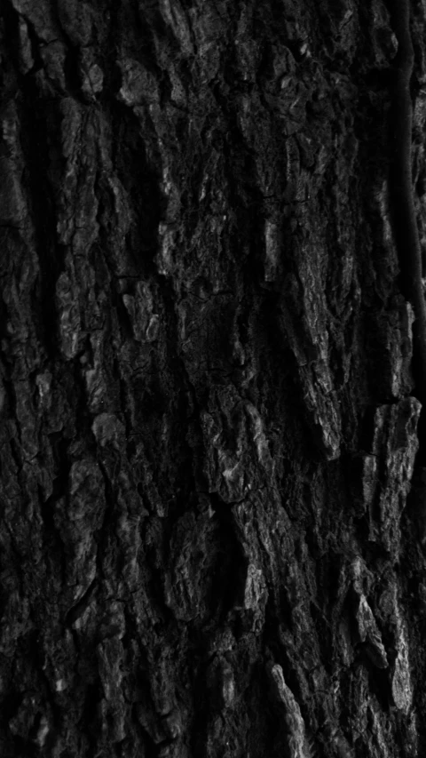 the texture of an old tree bark