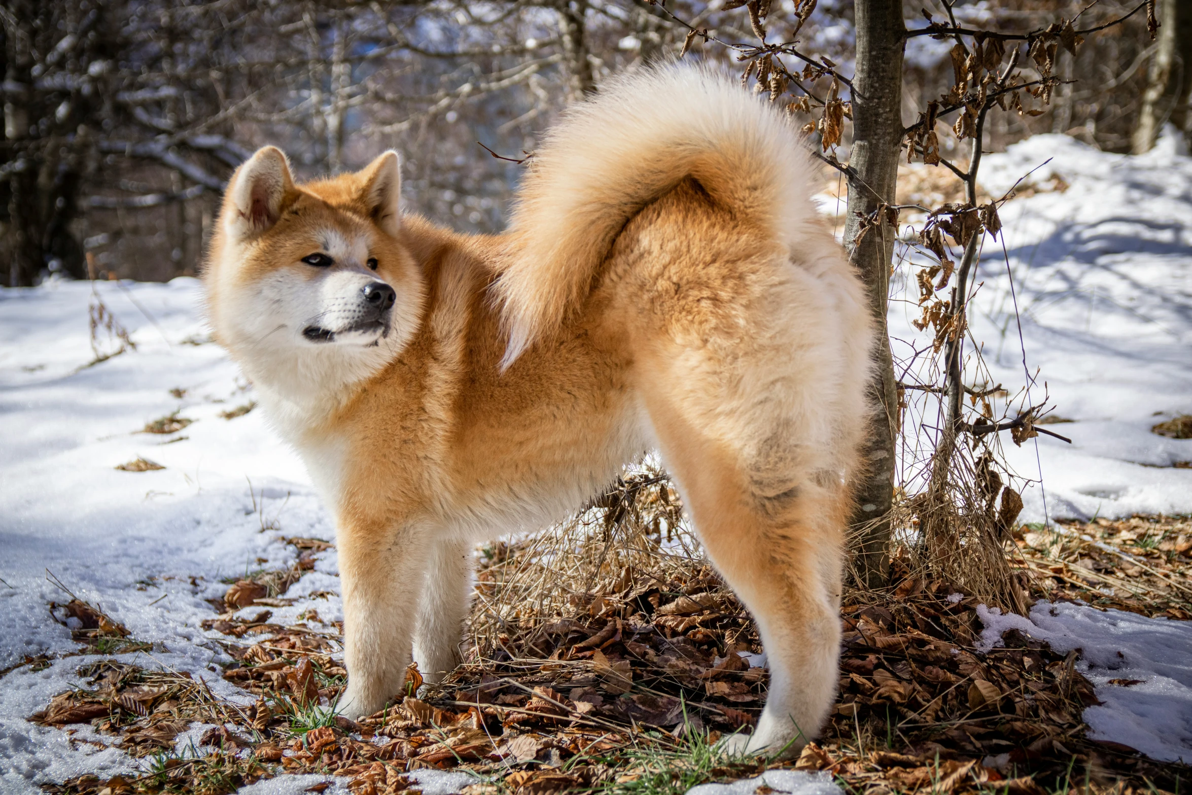 a brown dog standing in the middle of leaves