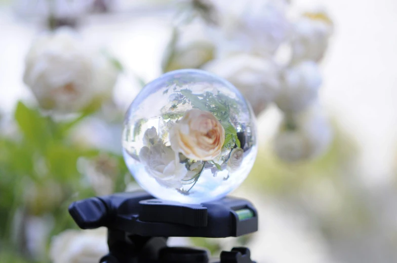 the view from the top of the ball with roses inside