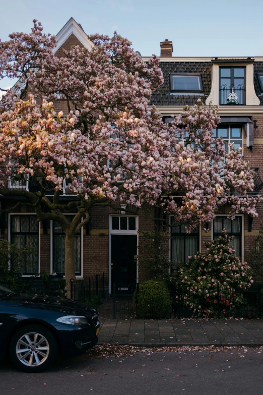 a large tree filled with flowers next to a parked car