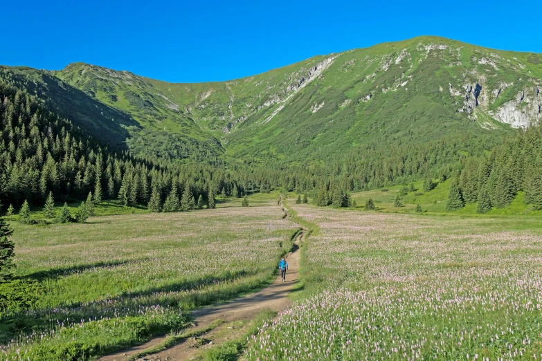 a lone person on a hiking trail in a meadow near mountains