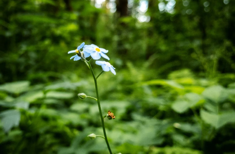 small blue flowers in the middle of forest