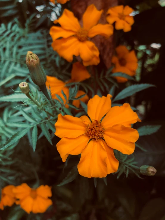 a close up of a yellow flower in front of plants