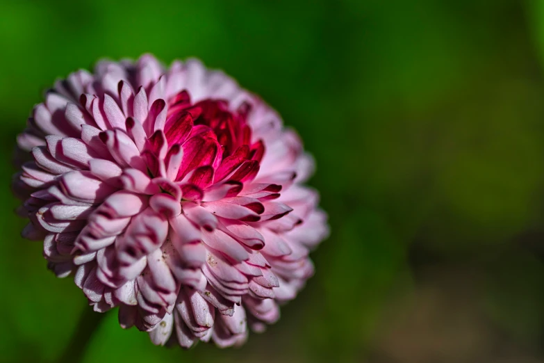 a large pink flower with some green leaves