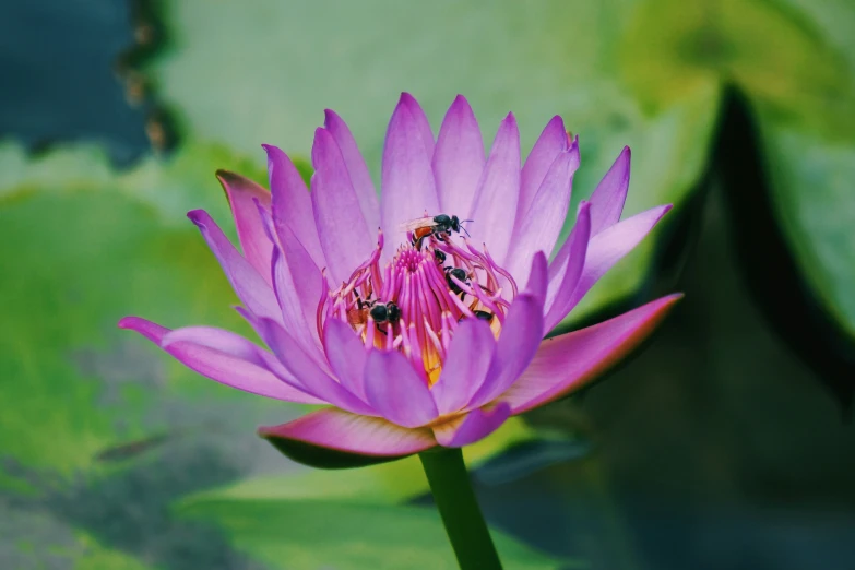 a purple flower with lots of green leaves