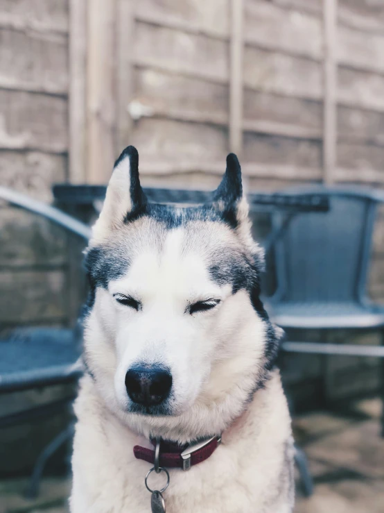 a white and black husky dog standing next to a fence