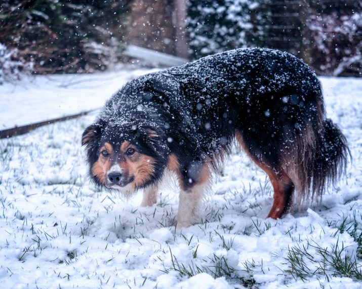 a dog that is standing in the snow