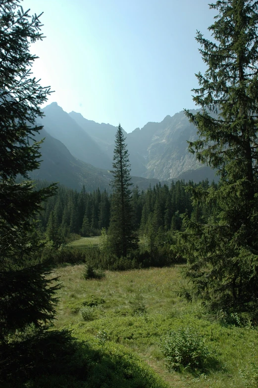 looking back across an area that has been forested by tall pine trees