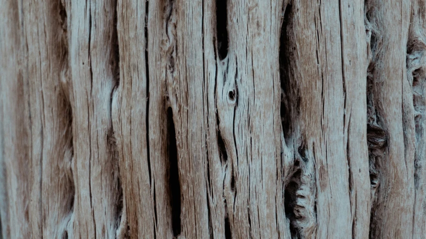 closeup of wood texture showing the peeling and s