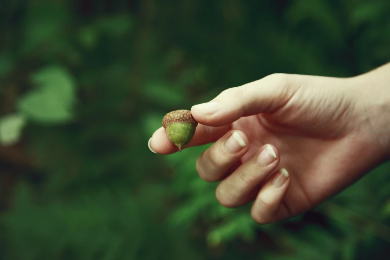 a person holds an acorn in one hand and an oak on another