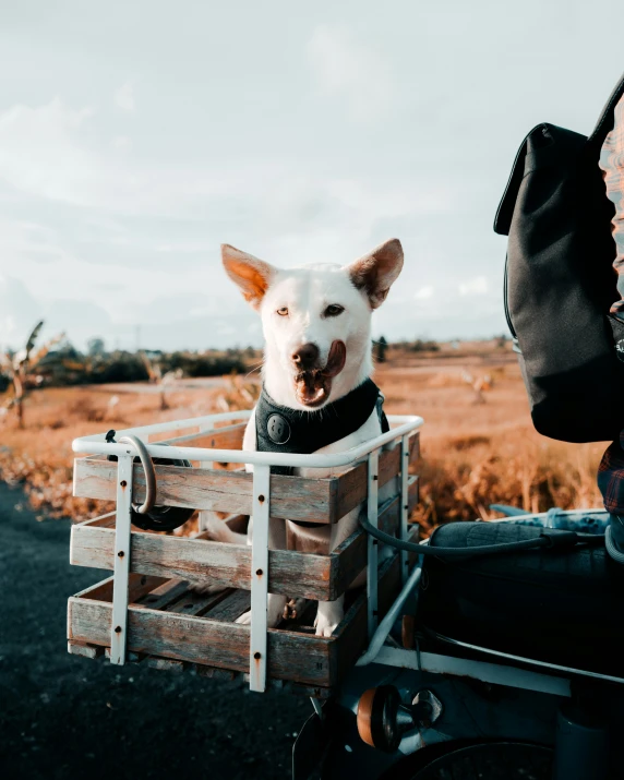 a dog sits in the back of a wooden box while it rides a motorcycle