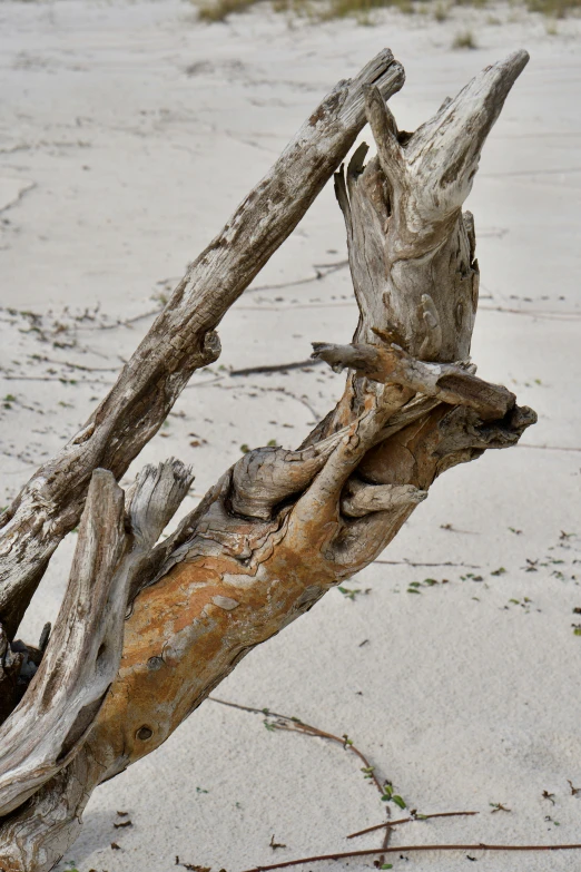 a nch that is laying on some sand