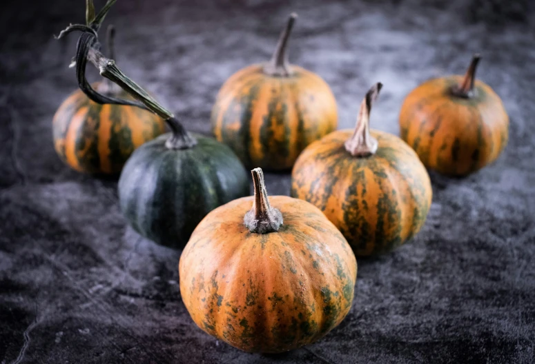 pumpkins and flowers on gray background - csp86 _ 002