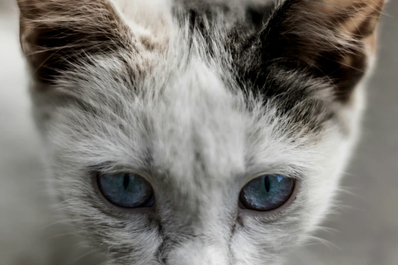 closeup pograph of a gray cat with blue eyes
