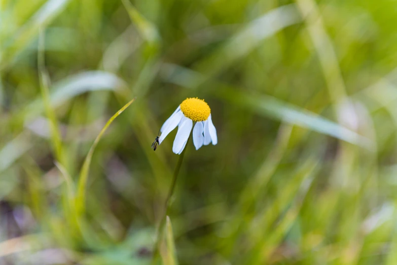 there is a small yellow and white flower