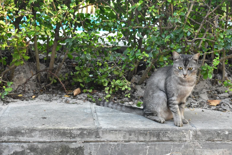 a gray cat sitting on top of a cement slab