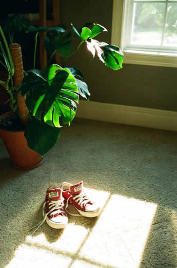 red sneakers sit on the carpet of the living room by the potted plant