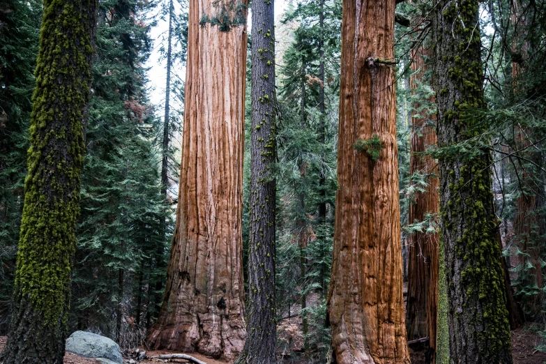 the huge sequts towering over the forest are lush