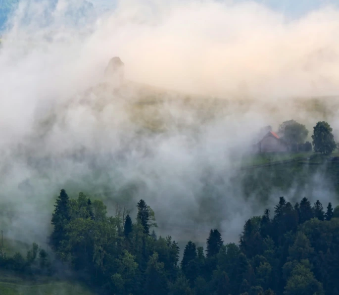 a bird flies over some trees in the fog