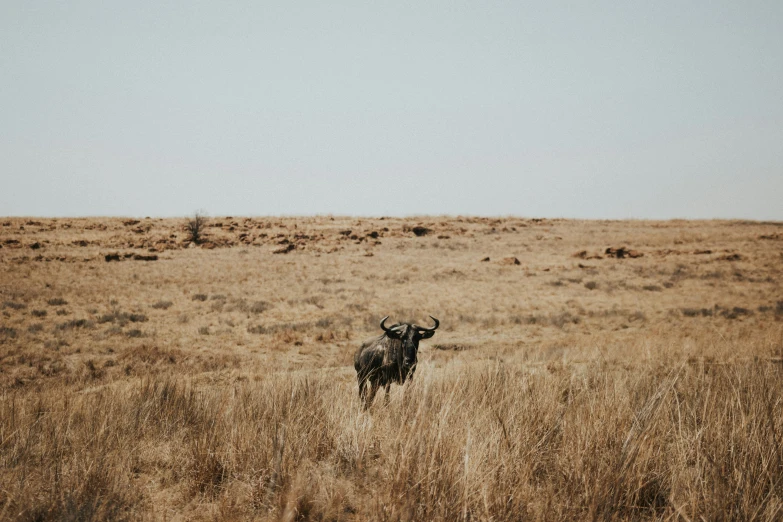 two cows standing in the middle of an open field