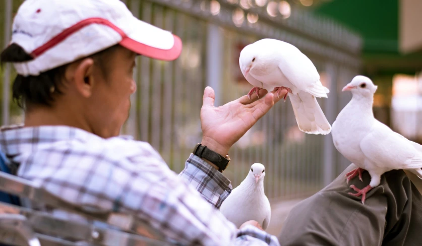 two people who are feeding two pigeons from their hands