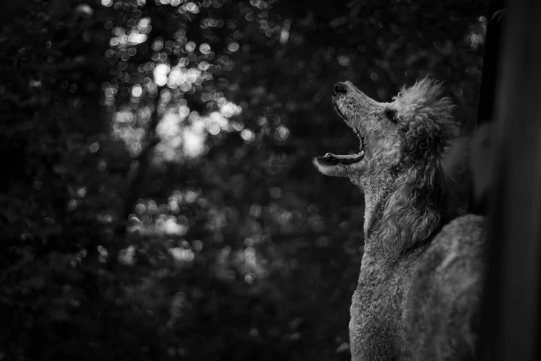 black and white image of a dog barking