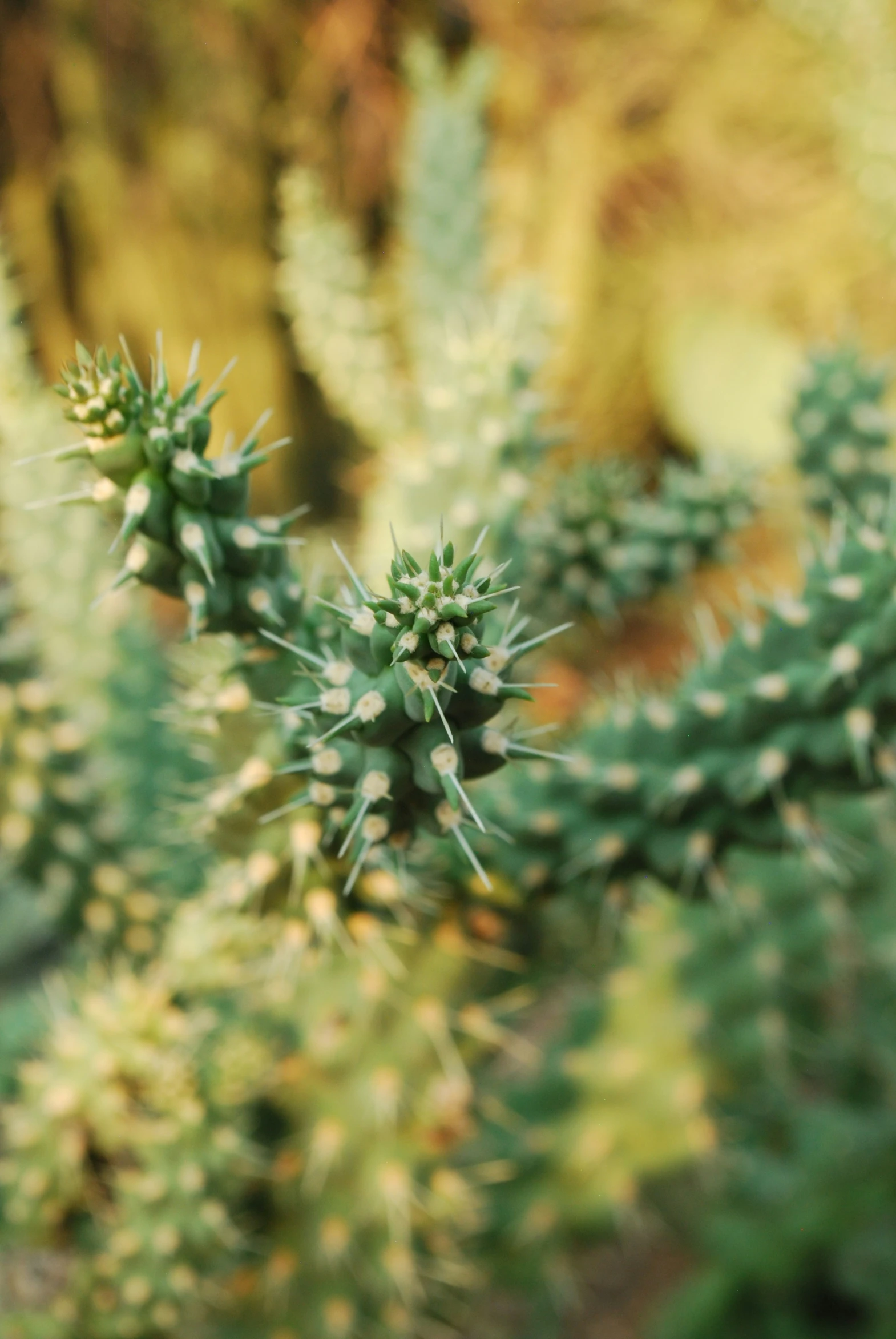 a plant that is outside on the ground