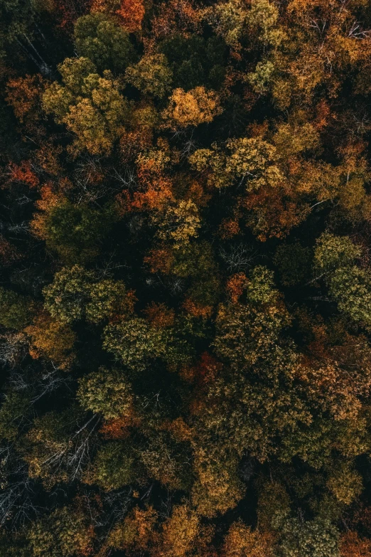 an overhead view of the leaves on trees with very slight sunlight