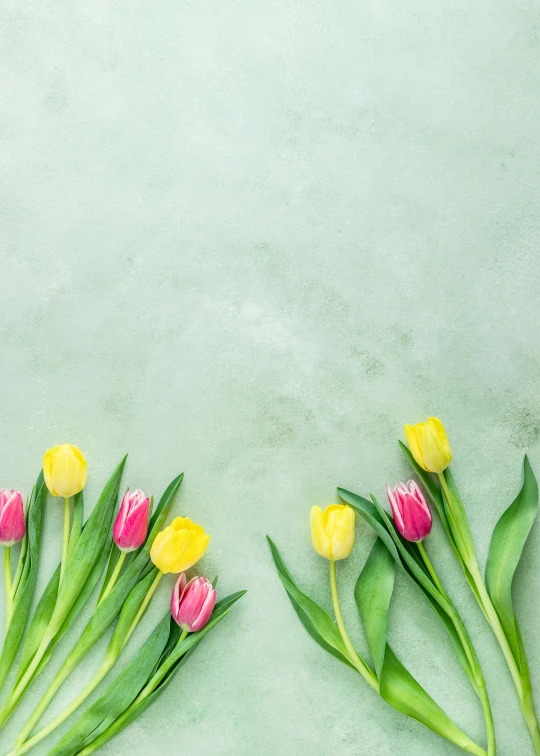 a close up image of flowers laying out