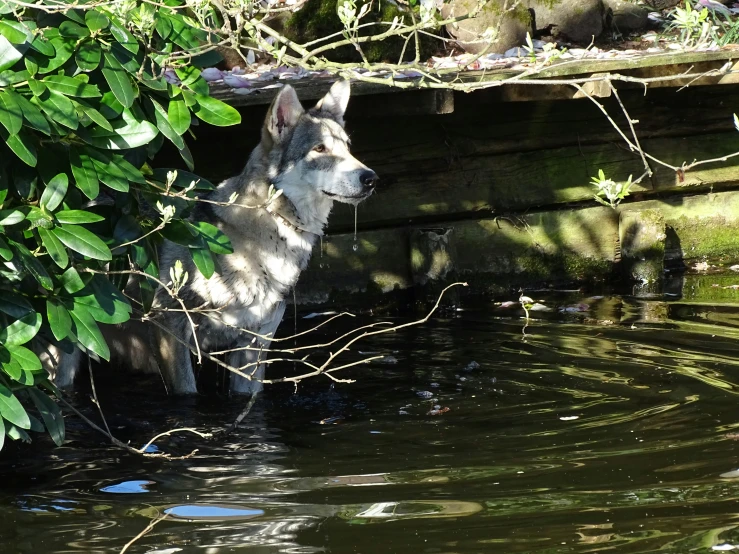 a dog in a pond surrounded by foliage