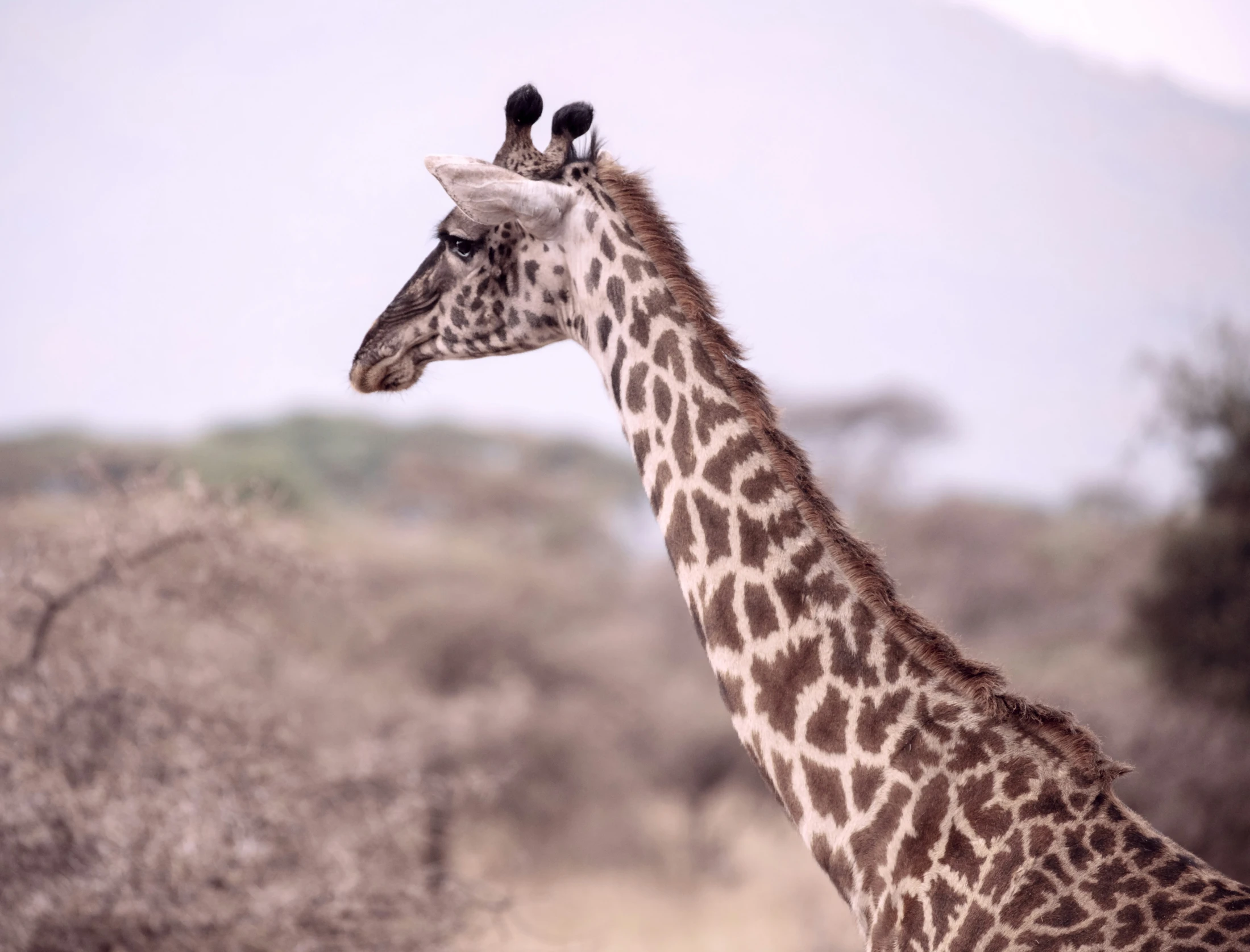 an image of a giraffe that is looking at the camera