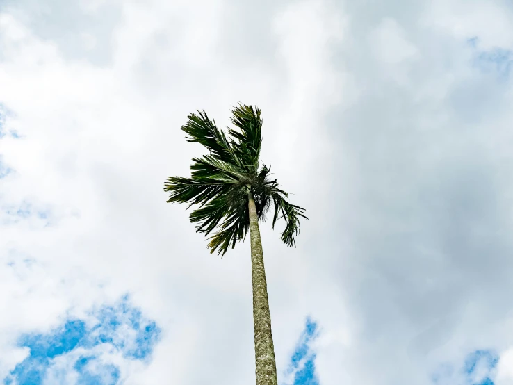 the top of a palm tree against a blue cloudy sky