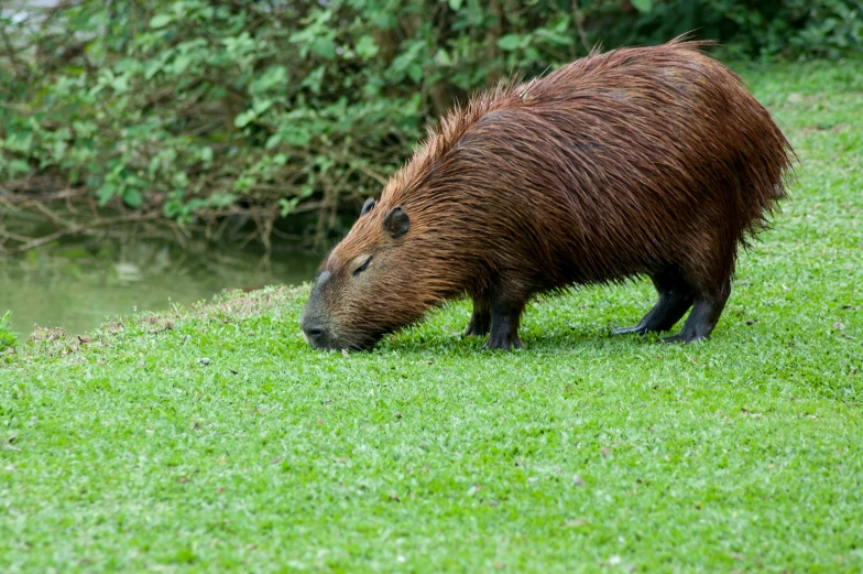 a very big furry animals standing in a field