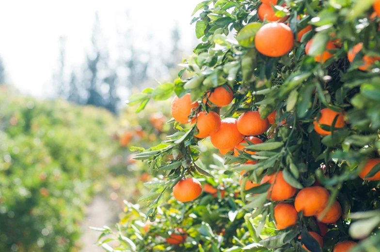 oranges growing in a bush in an open field