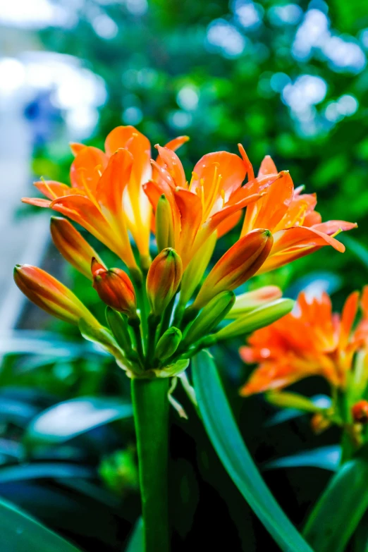 an orange flower with yellow stamen on its stem