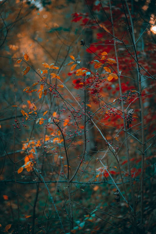 an abstract po of leaves and nches in the forest