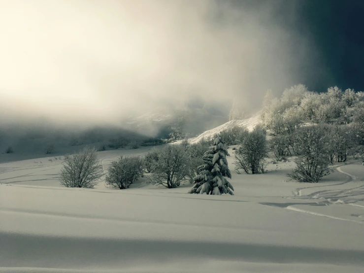 a dark sky is seen above trees and snow