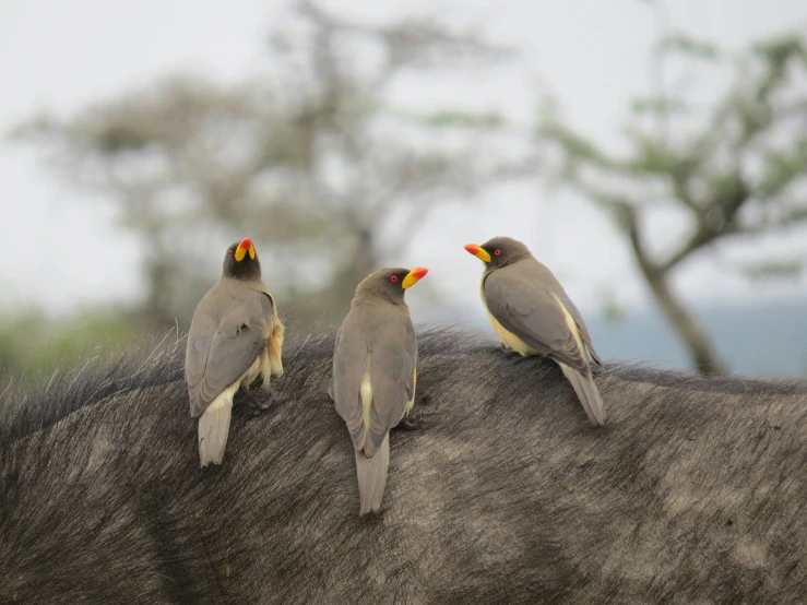 three small birds are sitting on top of an antelope