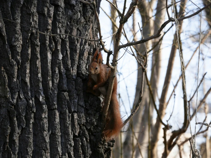 a squirrel climbing up the side of a tree