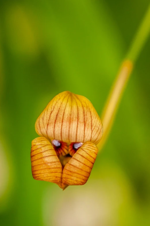 a large yellow flower with a small blue object in the middle