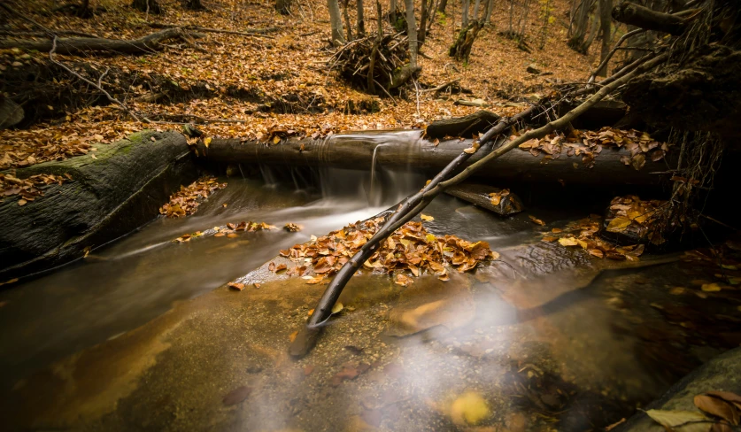 a river running through a forest with fallen leaves