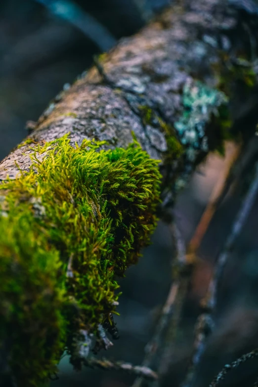 mossy tree nch on a tree limb, outdoors