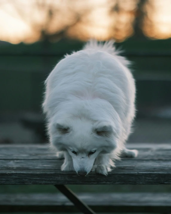 the small dog is looking at soing on the table