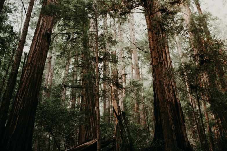 the trees are tall and green with leaves on them