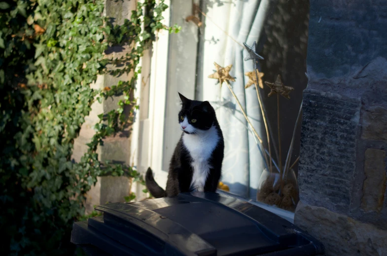 cat looking out from behind a fence near a window